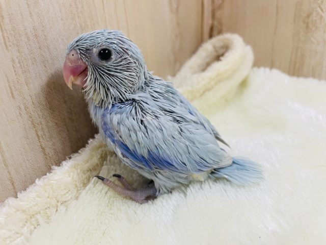 マメちゃんくっきりお色が！！　マメルリハ　アメリカンホワイト　男の子