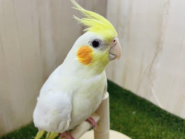 最新画像になりますよ！！！定番人気★☆ オカメさん！ オカメインコ ルチノー