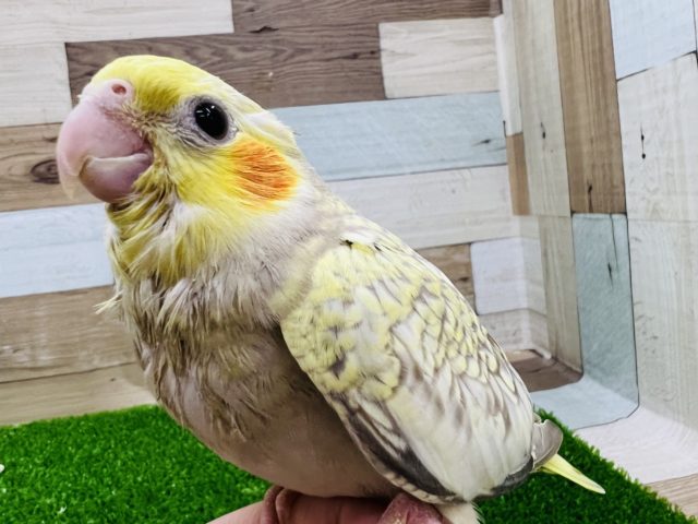 優顔なシナモンパール☆オカメインコ