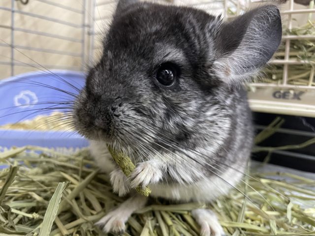 最新画像になりますよ！ふわもこチンチラキュートにお届け～　チンチラ　ノーマル