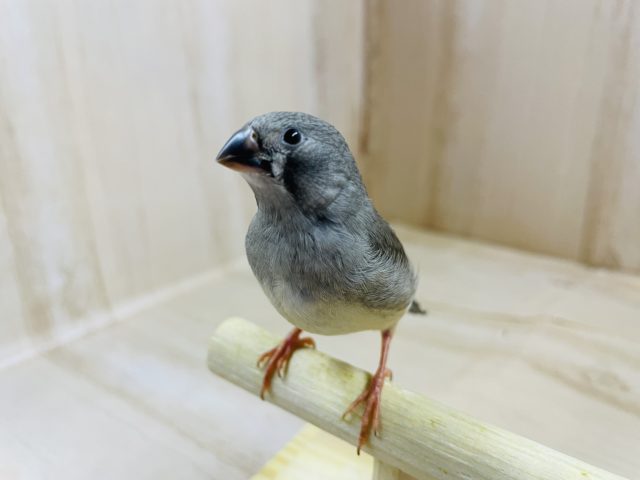 可愛いキンカ鳥さんお店にいます２　キンカ鳥　ノーマル