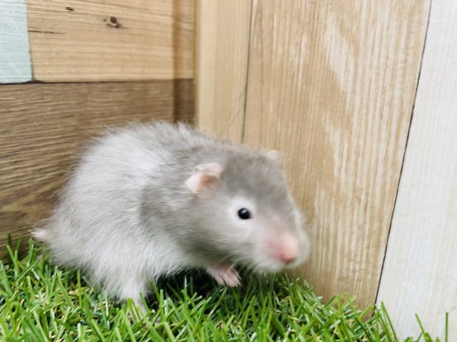 これからの成長が楽しみです♪セーブルハムスターのバンデットタイプ！