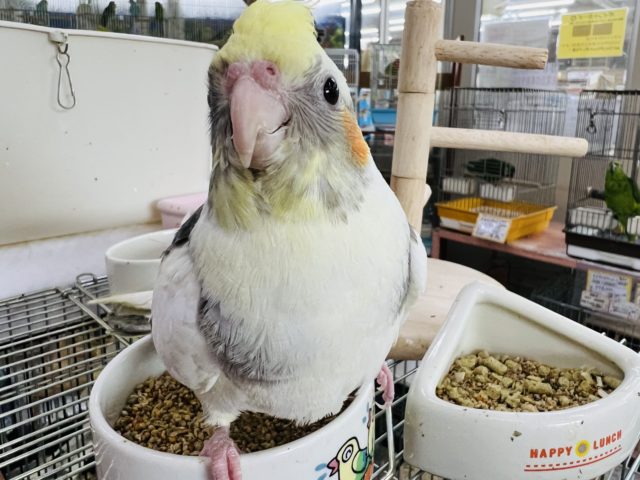 ガングロ〜♪手乗りのパイドのオカメインコ