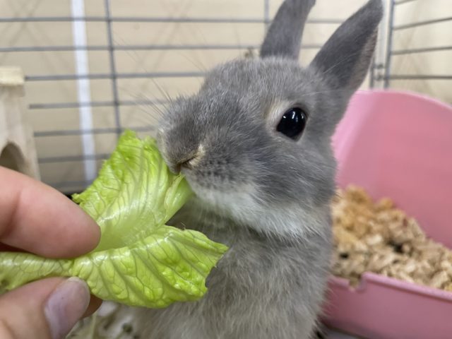 最新画像になりますよ！小さいモフモフさん！　ネザーランドドワーフ　オパール　男の子