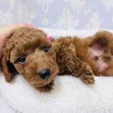 てちてち歩きのお腹出しボーイ‪♡トイプードルくん！