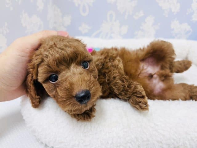 てちてち歩きのお腹出しボーイ‪♡トイプードルくん！