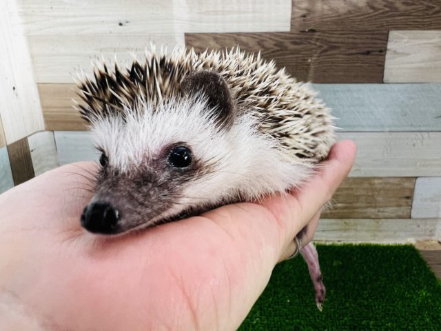 最新動画、画像更新☆可愛いお顔♬触れるピグミーハリネズミ☆ノーマル☆