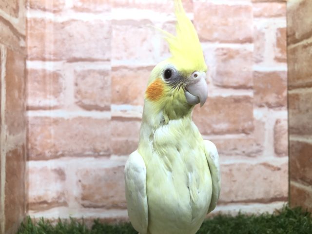 オカメの定番カラー　オカメインコ　ルチノー　R4 7/16