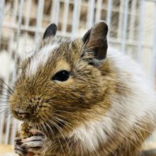 うまうま(*´ч`*)粟の穂ダイスキ！パイドデグー(男の子)