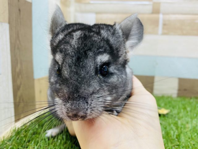 小柄だけど元気はNo.1！モフモフなチンチラグレー☆