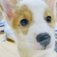 ムチムチボーイのイケメン♪コーギーくん！