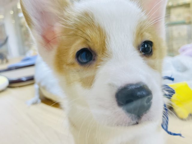 ムチムチボーイのイケメン♪コーギーくん！