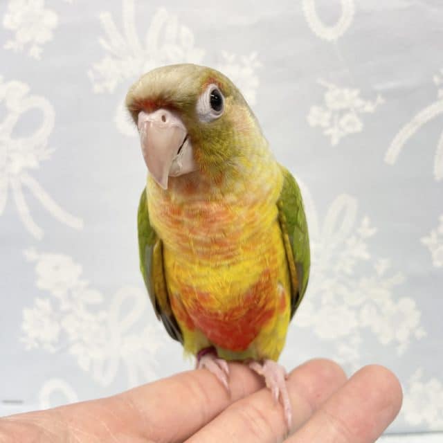 最新画像❤️腹ペコ軍団💛ホオミドリウロコインコ（パイナップル）　2022年6月生まれ