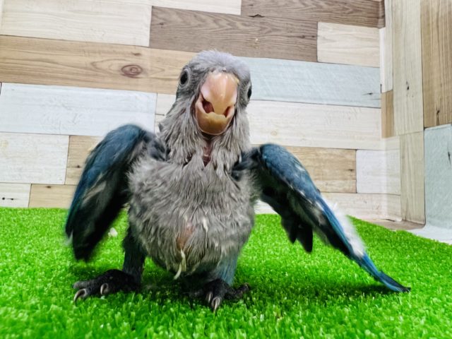 最新画像更新❤ワキワキダンスが止まらない〜‼︎ブルーオキナインコ☆