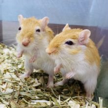 あと2匹！自由気ままな性格です〜ツヤツヤ毛並みのカラージャービルやって来ました！！