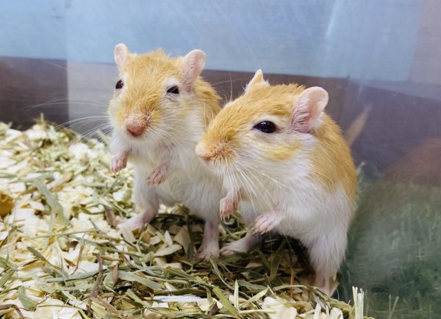 あと2匹！自由気ままな性格です〜ツヤツヤ毛並みのカラージャービルやって来ました！！