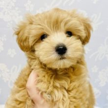 お腹なでなでたまらんっ♥マルプーくん！