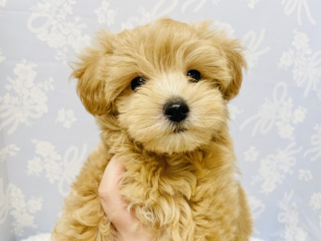 お腹なでなでたまらんっ♥マルプーくん！