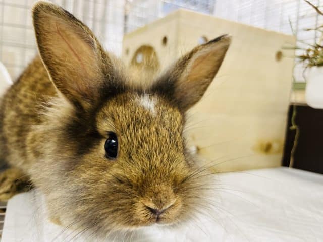 チャームポイントはおでこの白☆ライオンラビット(チェスナットブロークン)