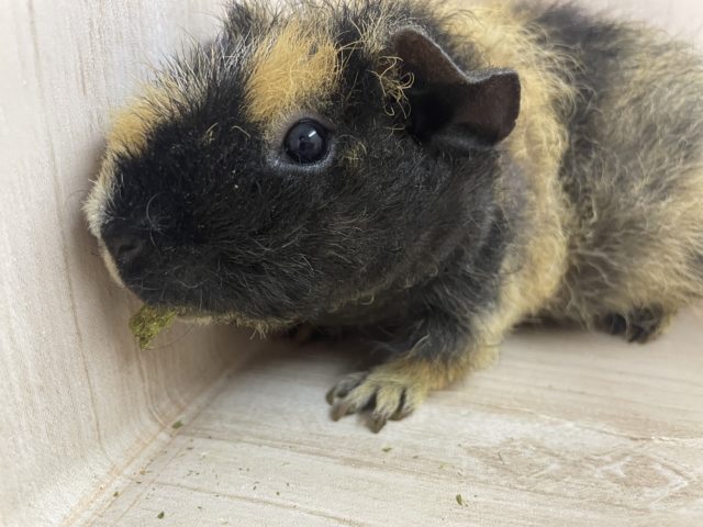 最新画像になりますよ！！隠れカラーはホワイト！！♪  スキニーギニアピッグ　ウェアウルフ　女の子