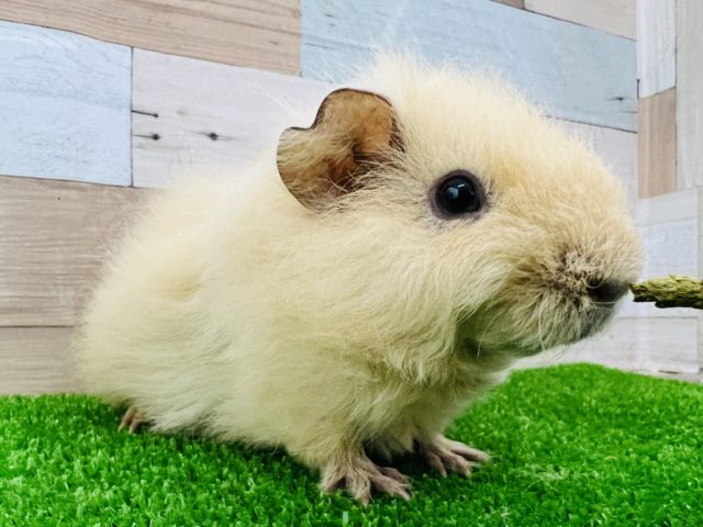 もしゃもしゃ♡慣れ慣れテディモルモットちゃん