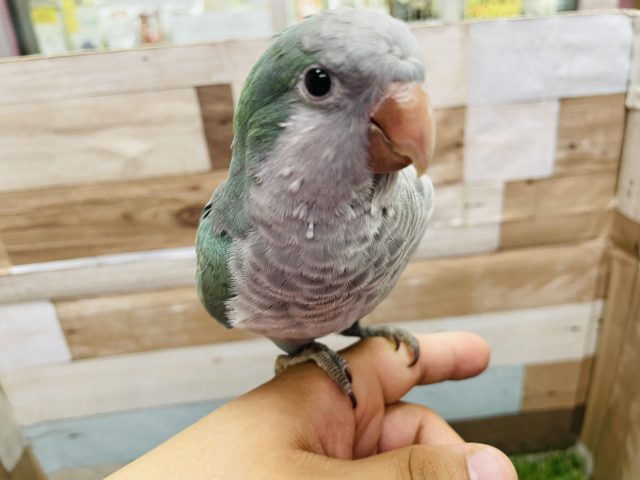 最新画像有り☆まるまるボディーのヒナさん☆オキナインコのターコイズブルーカラー！