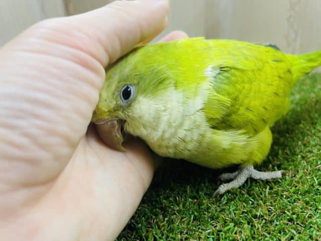 うんうんうんうん。。。うなづきますオキナインコさん♡ オキナインコ　パステルグリーン