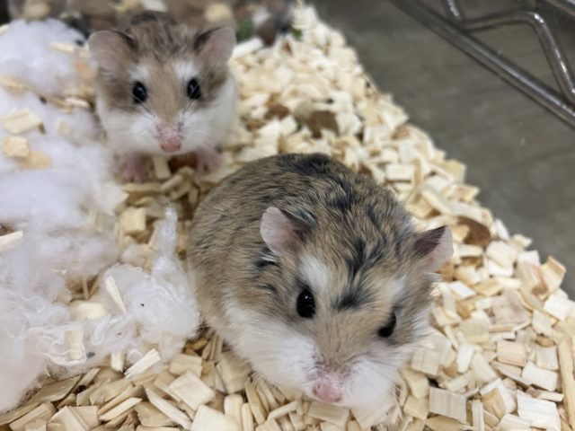 みんなで仲良くね！ロボロフスキーハムスター