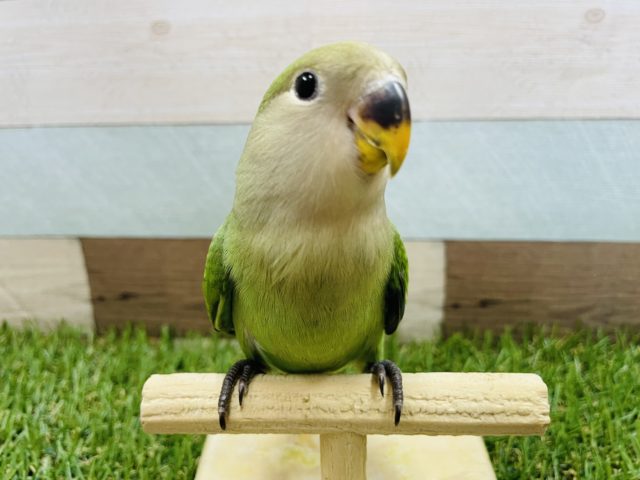 最新画像有り☆ヒナ餌卒業の手乗りちゃん！コザクラインコのブルー系カラー！