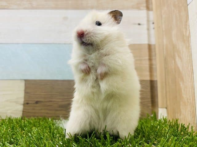 キャラクターのような可愛さのハムスターやって来ました♡