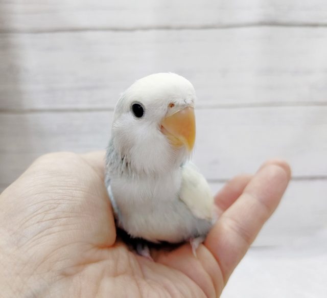 素敵なクリームカラー🌸　コザクラインコ(ブルーチェリーパイド)最新画像20220731