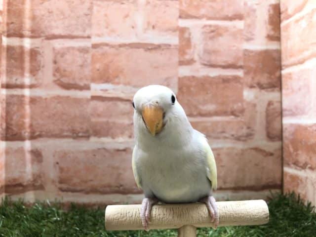 癒しカラー！　コザクラインコ　シナモンパイド入舎です！　　R4　7/22撮影