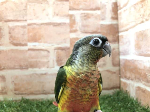 大人気！！　ワキコガネウロコインコ　入舎です！！　R4　7/23
