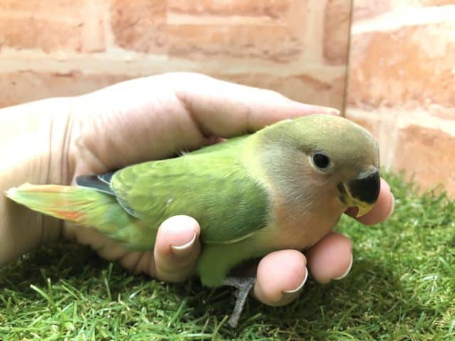 むちむちボディ！！　コザクラインコオパーリン入舎です！！　R4　７/24撮影