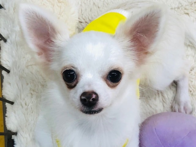 困り顔が可愛い☆チワワくん！