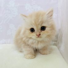 2.5頭身?!ぬいぐるみみたいなスコティッシュフォールドちゃん♡