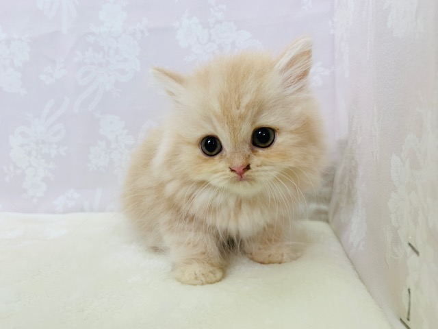 2.5頭身?!ぬいぐるみみたいなスコティッシュフォールドちゃん♡