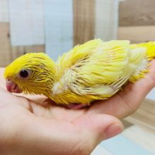 ビタミンカラー☆ごはん催促たくさんしてくれるサザナミインコさん♪