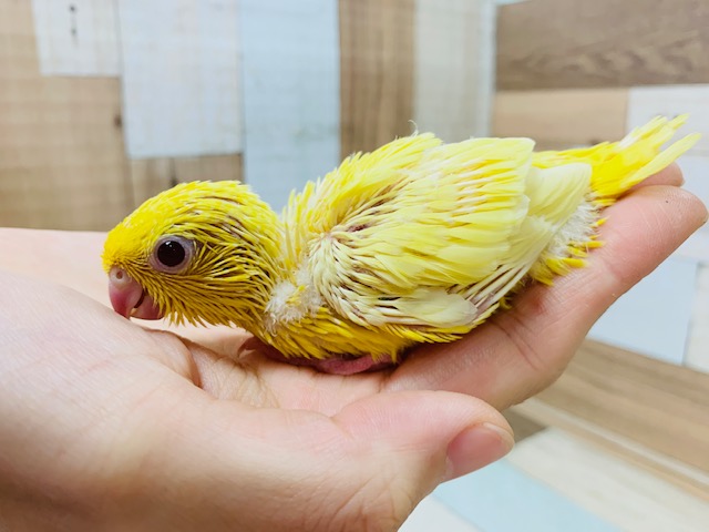 ビタミンカラー☆ごはん催促たくさんしてくれるサザナミインコさん♪