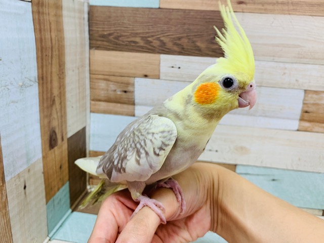 カゴにへばりついてかまちょ炸裂♪オカメインコ(シナモンパールパイド)さん☆