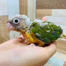 明るいｶﾗｰ☆わたわたのウロコインコ(パイナップル)さん♪