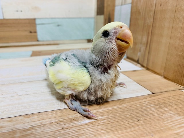 少し羽根の色合いが見えてきました♪コザクラインコ(ブルーチェリーパイド)さん！
