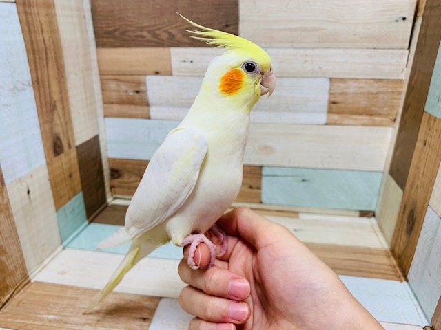 ちょっとツンデレさんなとこが可愛い♡オカメインコ(ルチノー)さん！