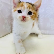 寂しんぼのかまってちゃん♡スコティッシュフォールドちゃん♪