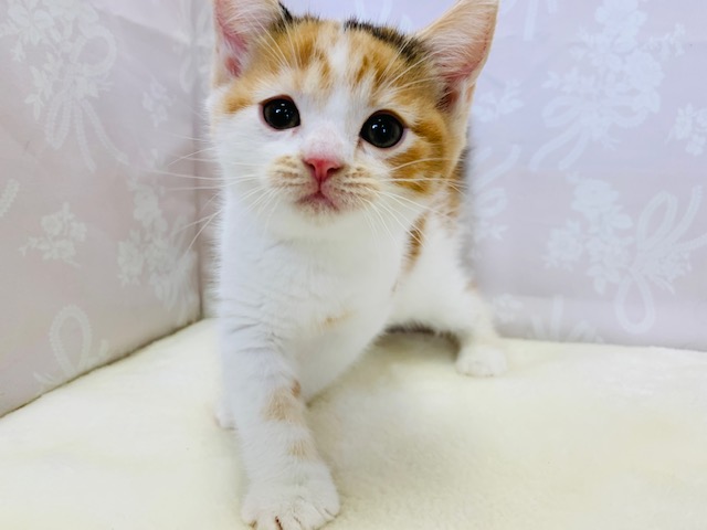 寂しんぼのかまってちゃん♡スコティッシュフォールドちゃん♪