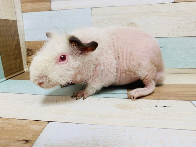 もふもふ感が増しました♪スキニーギニアピッグくん☆