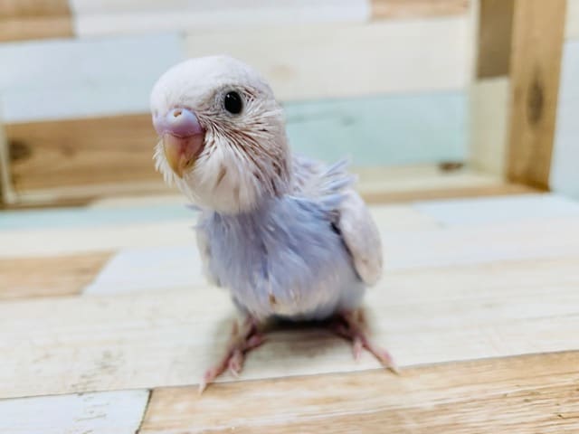 指の力が強い!!　セキセイインコ(スパングル)さん♪