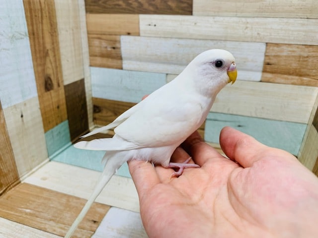 真っ白しろすけ♪セキセイインコ(ダブルファクター)さん！