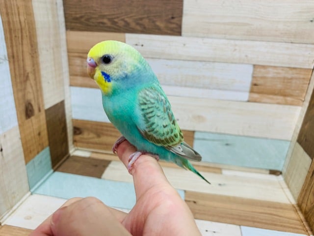 グリーンがとてもｷﾚｲに♡セキセイインコ(パステルカラーレインボー)さん！