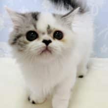 短足ちょいちょい激かわです♡マンチカンくん♪